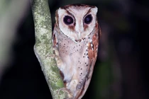 Các loài cú mèo độc nhất VN: Trông như sinh vật “ngoài hành tinh” (1)