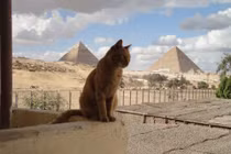 Khám phá hình tượng mèo trong văn hóa thế giới (1)