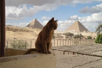 Khám phá hình tượng mèo trong văn hóa thế giới (1)