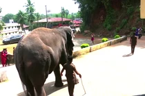 Video: Bật cười với tài đá bóng quá siêu của chú voi 33 tuổi