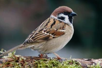 Những khả năng 'siêu phàm' của loài chim sẻ ít người biết