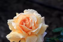 Ai sinh vào 3 tháng này sẽ được Thần Tài trợ giúp cả đời 