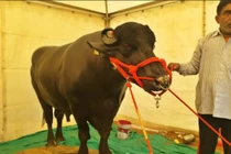 View - Con trâu hơn 100 tỷ đại gia vẫn xuống tiền mau | Báo Tri thức và Cuộc sống - TIN TỨC PHỔ BIẾN KIẾN THỨC 24H