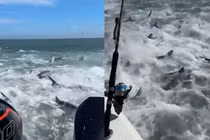 Hãi hùng cảnh hàng trăm con cá mập săn mồi giữa biển