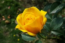 Sinh vào 5 ngày Âm này, đến tuổi trung niên thành công hơn người 