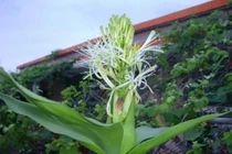 5 loài cây bỗng nhiên nở hoa, ắt có 'điềm báo mừng'