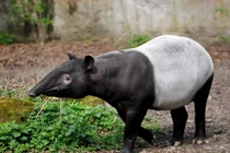 Khám phá thú vị về loài lợn vòi quý hiếm đã tuyệt chủng ở Việt Nam