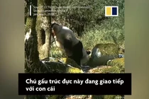 Gấu trúc trồng cây chuối để tìm bạn đời