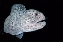 Kỳ thú loài vật được mệnh danh “chó sói” dưới lòng đại dương