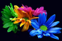 4 ngày sinh Âm lịch mang số giàu, đại phú đại quý