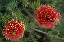 Khám phá điều bất ngờ ít người biết về các loài cây họ Sim