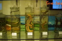 Soi thằn lằn, ếch nhái độc dị ngâm chất bảo quản ở Hà Nội