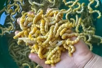 Loài đặc sản trông ghê rợn được coi là “thần dược phòng the”