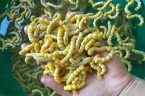 Loài đặc sản trông ghê rợn được coi là “thần dược phòng the”