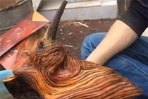 Chàng trai phát hiện khúc gỗ lạ, ai ngờ là ‘khối vàng lộ thiên’