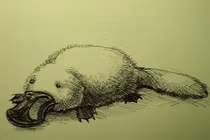 Loài vật độc lạ 'nửa thú, nửa bò sát' thú vị nhất hành tinh