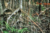 Điều bất ngờ ở chốn “thâm sơn cùng cốc” của TP. HCM