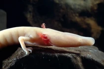 Sửng sốt loài lưỡng cư trắng hếu, không có mắt, sống đến trăm năm