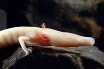 Sửng sốt loài lưỡng cư trắng hếu, không có mắt, sống đến trăm năm