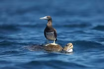 Sự thật ngỡ ngàng về loài chim điên duy nhất của Việt Nam