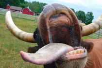 Vì sao người Việt hay nói "lo bò trắng răng"?