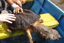 Phát khiếp với loài rùa có hình thù xấu xí nhất thế giới