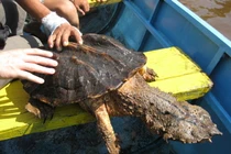 Phát khiếp với loài rùa có hình thù xấu xí nhất thế giới