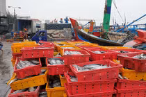 Bình Định: Chạy tránh bão 2 tàu cá bị chìm, hàng chục người mất tích