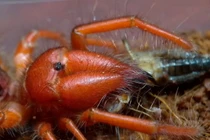 Cận cảnh loài nhện đỏ rực cực nguy hiểm, chỉ có ở Việt Nam