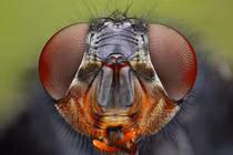 Năng lực phi thường của loài vật phiền phức nhất quả đất