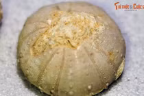 Chiêm ngưỡng những “bánh quy” trăm triệu tuổi xuất hiện ở Hà Nội