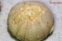 Chiêm ngưỡng những “bánh quy” trăm triệu tuổi xuất hiện ở Hà Nội