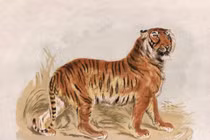 Từ giờ tới cuối năm 2022, 3 con giáp phát tài, vươn lên giàu sụ 