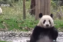 Video: Màn “tắm táp” siêu dễ thương của gấu trúc 