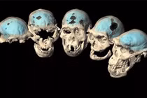 Choáng với hài cốt người mang bộ não vượn