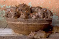 Cảnh tượng rùng rợn ở ngôi đền nuôi hàng vạn con chuột