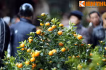 Vì sao người Việt chơi quất ngày Tết để chiêu tài gọi lộc, cầu may mắn? 