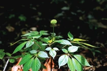 Cận cảnh loài cây “thần dược” của Việt Nam cả thế giới săn lùng