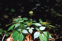 Cận cảnh loài cây “thần dược” của Việt Nam cả thế giới săn lùng