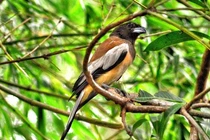 Tết đến xuân sang, 6 điềm báo Thần Tài đến “chơi nhà”, phú quý sắp gõ cửa