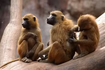 Điểm danh những loài khỉ đầu chó khét tiếng thế giới