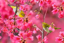 Từ giữa tháng 22023, 3 con giáp phát huy tiềm năng, thu nhập dồi dào