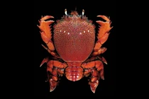 Cận cảnh loài cua khổng lồ kỳ dị, nổi tiếng thế giới của Việt Nam