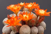 Cận cảnh 10 loài cây xương rồng thú vị nhất thế giới