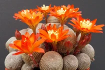 Cận cảnh 10 loài cây xương rồng thú vị nhất thế giới