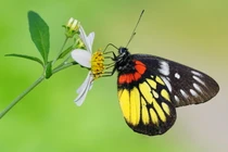 Chiêm ngưỡng top 25 loài bướm đẹp xuất sắc của Việt Nam