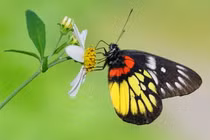 Chiêm ngưỡng top 25 loài bướm đẹp xuất sắc của Việt Nam