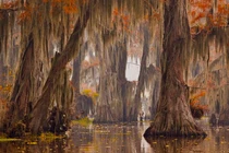 Cảnh tượng siêu thực ở rừng thủy tùng khổng lồ Caddo