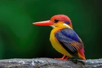 Nhìn sướng cả mắt loài chim lòe loẹt nhất Việt Nam