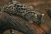 Loài động vật “bốc mùi” nhất hành tinh, phát hoảng khi tới gần